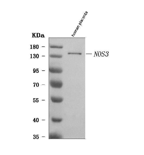 a01604 3 nos3 primary antibodies wb testing 1