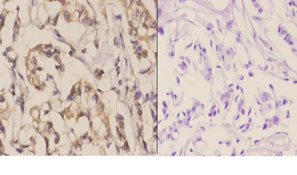 a01604s1170 nos3 primary antiboties ihc testing 2