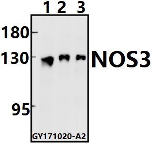 a01604s1170 nos3 primary antiboties wb testing 1
