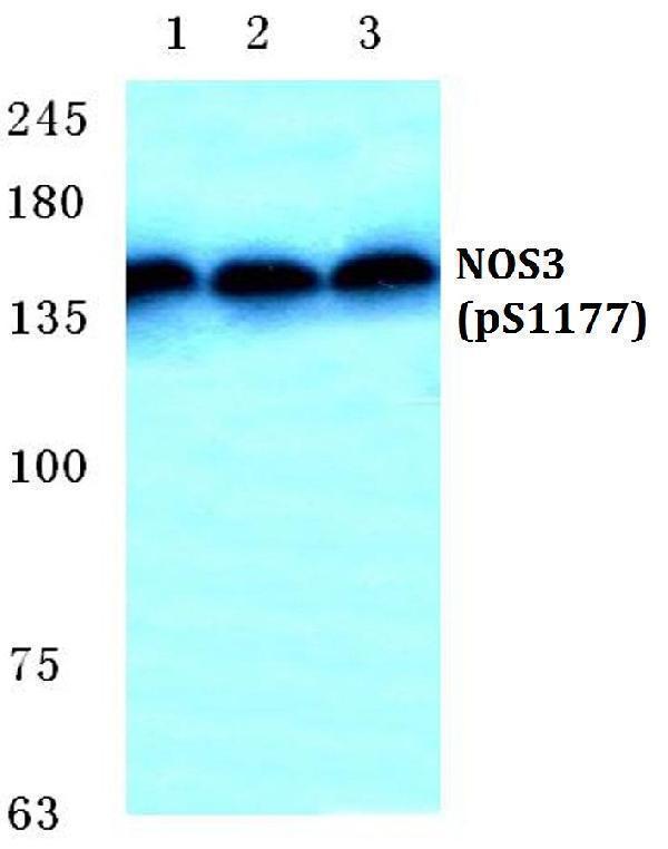 a01604s1177 nos3 primary antiboties wb testing 1