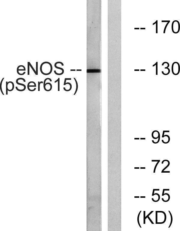 a01604s615 nos3 primary antibodies wb testing 2