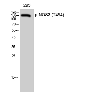 a01604t494 1 nos3 primary antibodies wb testing 2