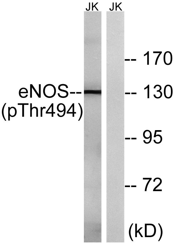 a01604t494 1 nos3 primary antibodies wb testing 3