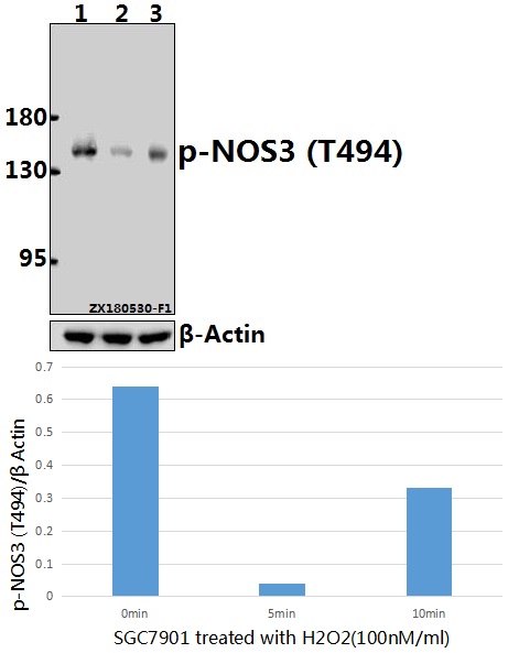a01604t494 nos3 primary antiboties wb testing 1