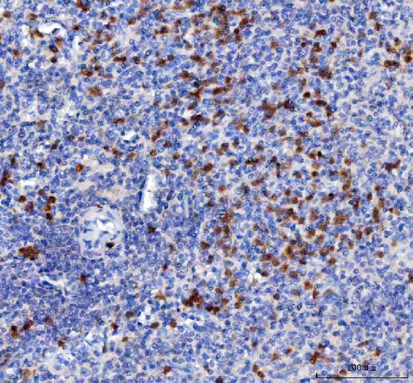 IHC analysis of MIP-3 Beta/CCL19 using anti-MIP-3 Beta/CCL19 antibody (A01605-2)