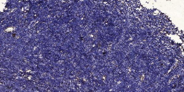 a01605 ccl19 primary antibodies ihc testing 1