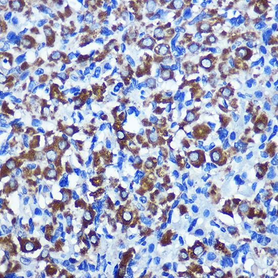 a01606 1 nek2 primary antiboties ihc testing 2