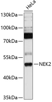 a01606 1 nek2 primary antiboties wb testing 1