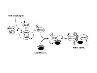 a01606 nek2 primary antibodies pathway testing 3_1