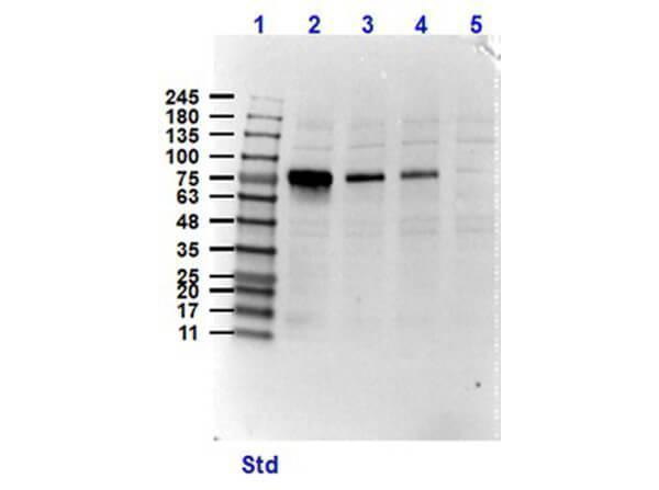 a01606 nek2 primary antibodies wb testing 1_1