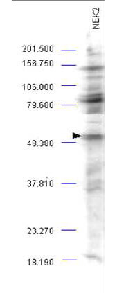 a01606 nek2 primary antibodies wb testing 2_1
