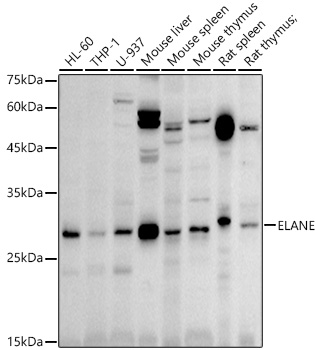 a01607 elane primary antiboties wb testing 1