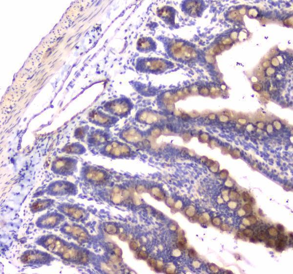 a01608 1 rab27a primary antibodies ihc testing 4