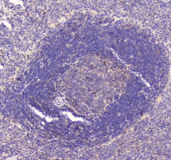 a01608 1 rab27a primary antibodies ihc testing 5