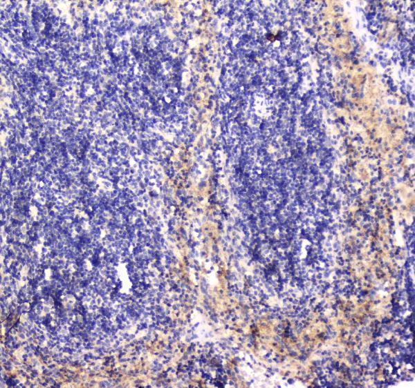 a01608 1 rab27a primary antibodies ihc testing 6
