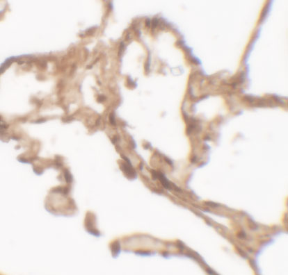 a01609 arsb primary antibodies ihc testing 2