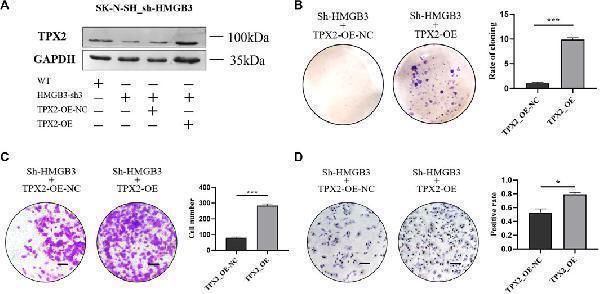 a01610 1 fcell 09 769547 g005