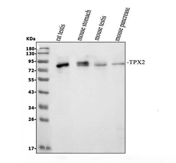 a01610 1 tpx2 primary antibodies wb testing 1