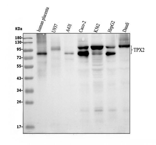 a01610 1 tpx2 primary antibodies wb testing 2
