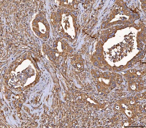  IHC analysis of HSD11B2 using anti-HSD11B2 antibody (A01613)