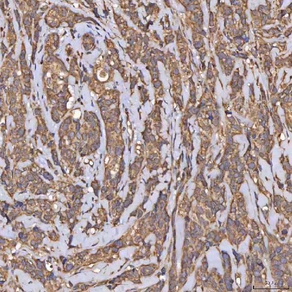  IHC analysis of HSD11B2 using anti-HSD11B2 antibody (A01613)