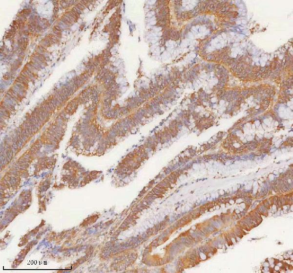 a01614 2 slk primary antibodies ihc testing 4
