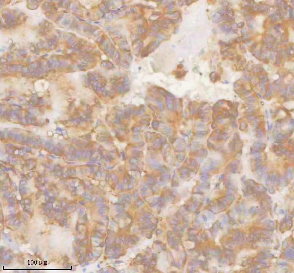 a01614 2 slk primary antibodies ihc testing 9
