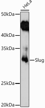 Western blot analysis of extracts of HeLa cells, using Slug   antibody  at 1:1000 dilution