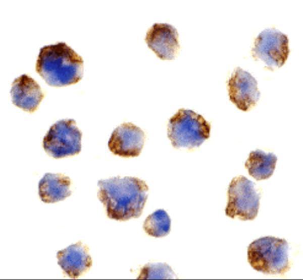 Immunocytochemistry of Bcl10 in Raji cells with Bcl10 antibody at 1 μg/mL