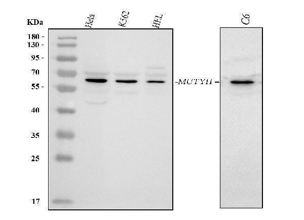  Western blot analysis of MUTYH using anti-MUTYH antibody (A01618-2)