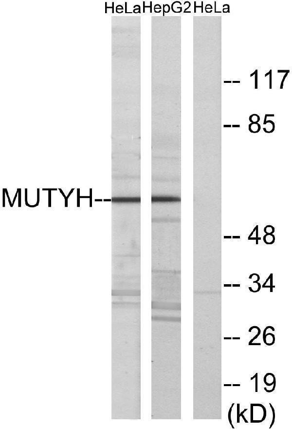 Western blot analysis of lysates from HeLa and HepG2 cells, using MUTYH Antibody