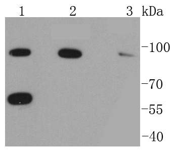 a01622 1 rad18 primary antiboties wb testing 1