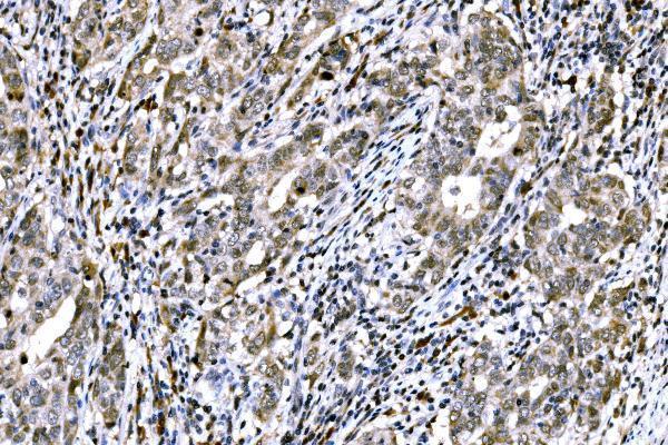  IHC analysis of RAD18 using anti-RAD18 antibody (A01622-2)
