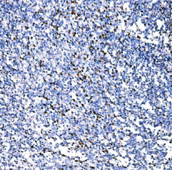 a01622 2 rad18 primary antibodies ihc testing 4
