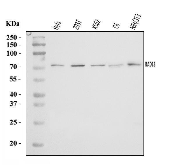  Western blot analysis of RAD18 using anti-RAD18 antibody (A01622-2)