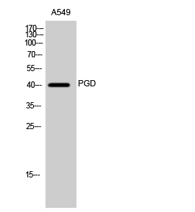 Western Blot analysis of A549 cells using PGD Polyclonal Antibody