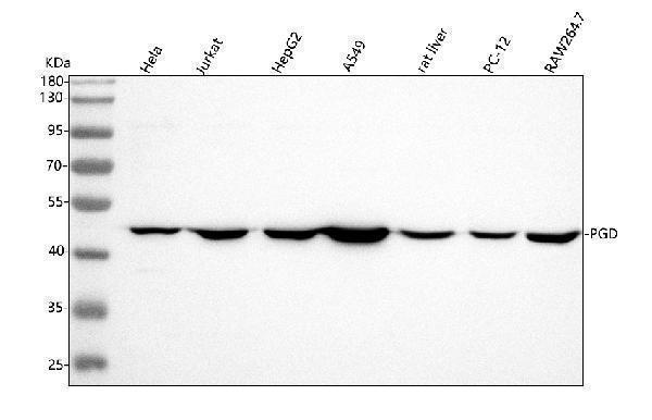  Western blot analysis of PGD using anti-PGD antibody (A01623-3)