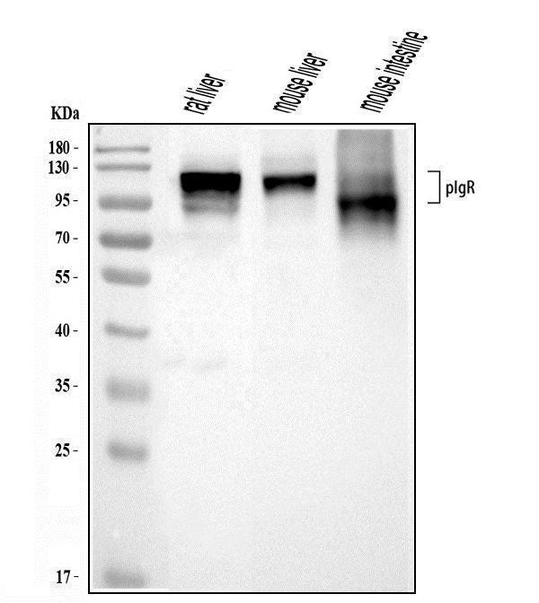 a01624 pigr primary antibodies wb testing 1_1