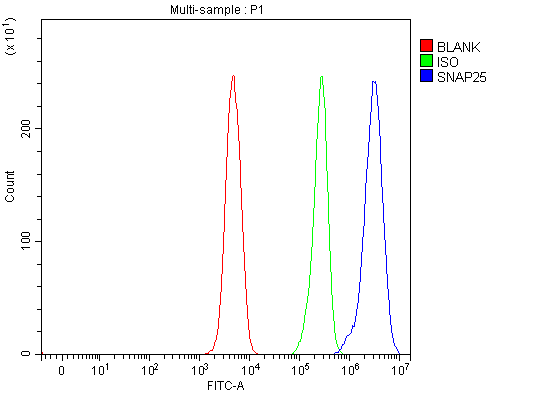  Flow Cytometry analysis of SH-SY5Y cells using anti-SNAP25 antibody (A01625-1)