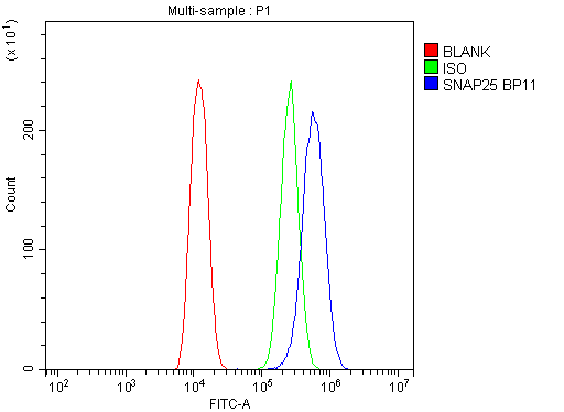 Flow Cytometry analysis of U20S cells using anti-SNAP25 antibody (A01625). Overlay histogram showing U20S cells stained with A01625 (Blue line).The cells were blocked with 10% normal goat serum. And then incubated with rabbit anti-SNAP25 Antibody (A01625,1μg/1x106 cells) for 30 min at 20°C. DyLight®488 conjugated goat anti-rabbit IgG (BA1127, 5-10μg/1x106 cells) was used as secondary antibody for 30 minutes at 20°C. Isotype control antibody (Green line) was rabbit IgG (1μg/1x106) used under the same conditions. Unlabelled sample (Red line) was also used as a control.