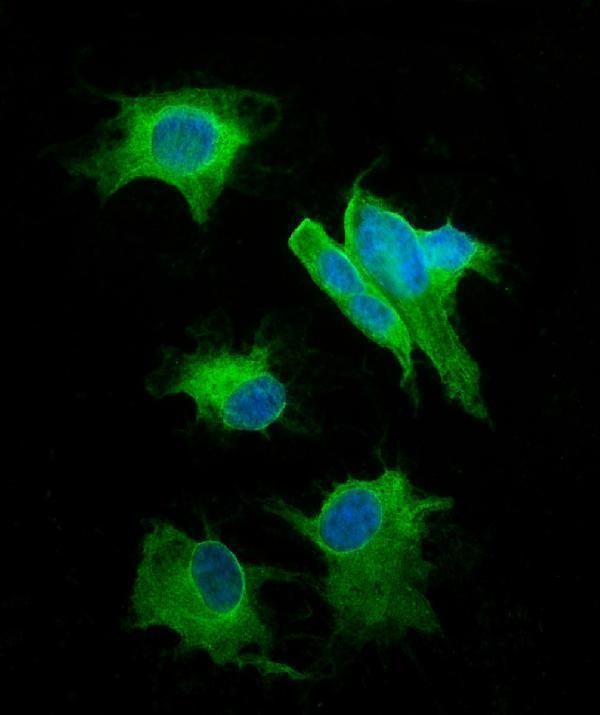 a01625 snap25 primary antibody if testing 7