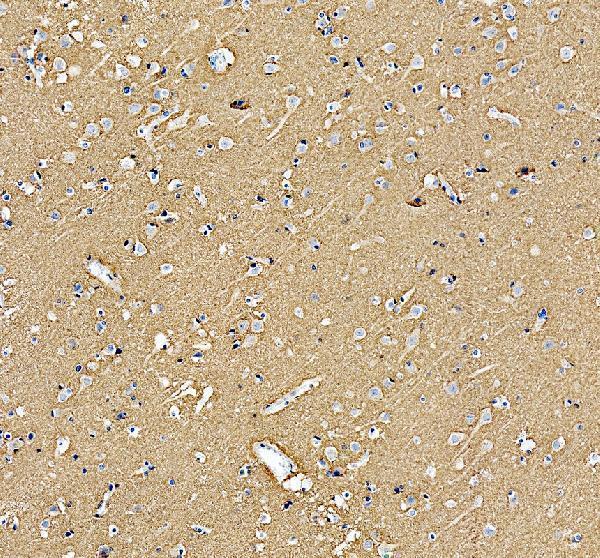 a01625 snap25 primary antibody ihc testing 6