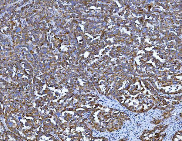 a01626 4 tph1 primary antibodies ihc testing 4
