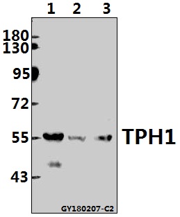 a01626 tph1 primary antiboties wb testing 1