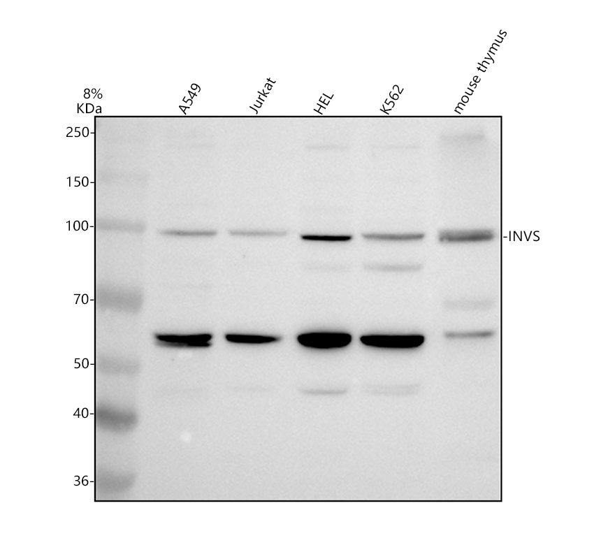a01628 2 invs primary antibodies wb testing 1