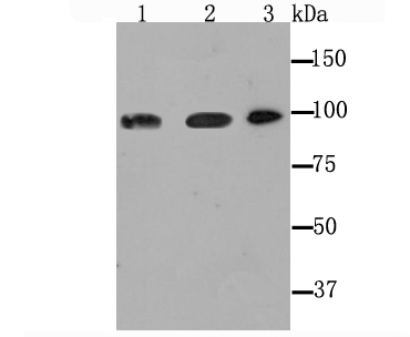 a01629 2 dnm2 primary antiboties wb testing 1