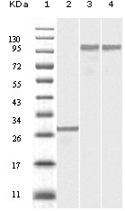 Western Blot analysis using Dynamin II Monoclonal Antibody against truncated Dynamin-2 recombinant protein (1), SKN-SH cell lysate (2) and NIH/3T3 cell lysate (3)