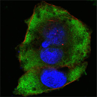a01630 fer primary antibodies if testing 1