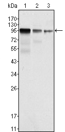 a01630 fer primary antibodies wb testing 2