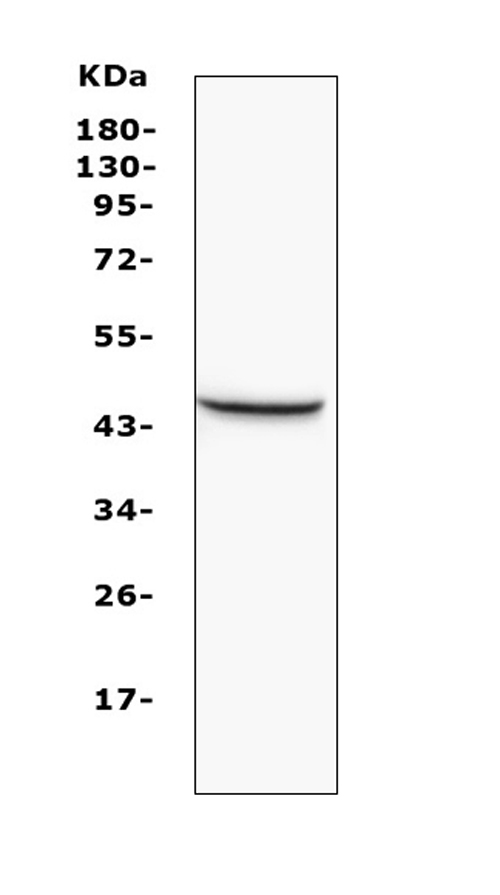  Western blot analysis of MVD using anti-MVD antibody (A01631-1)